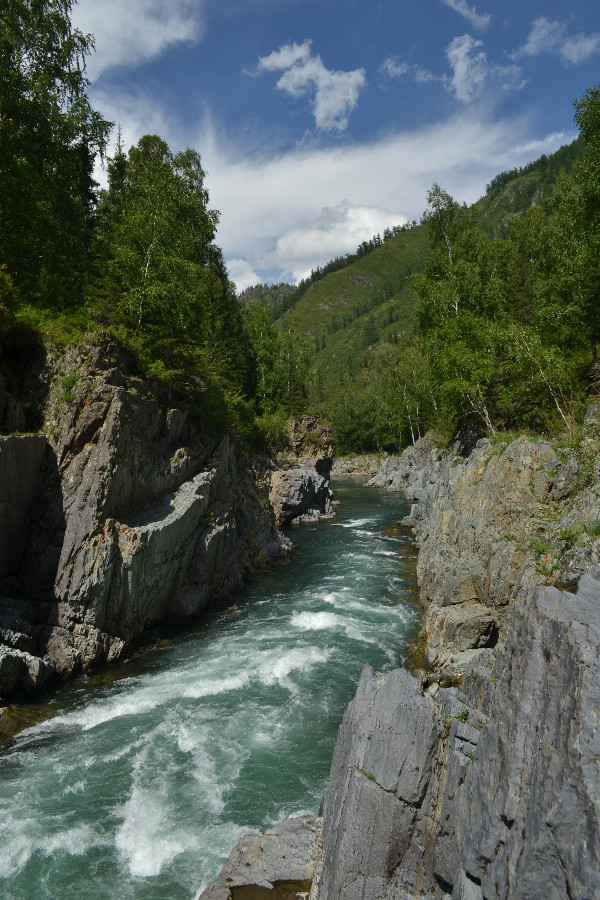 Река Чарыш Алтайский Край Фото